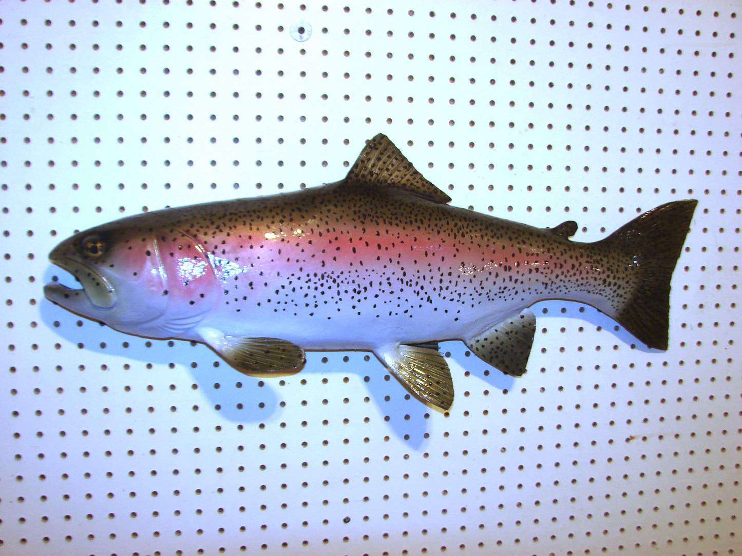 30" Rainbow Trout FREE SHIPPING