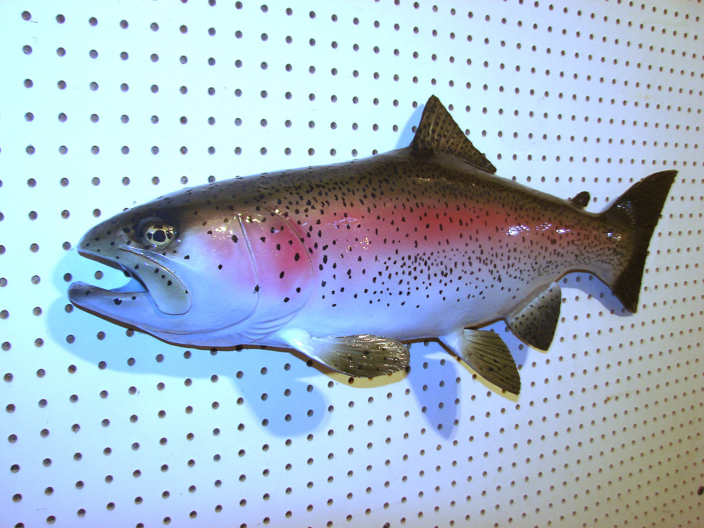 30" Rainbow Trout FREE SHIPPING