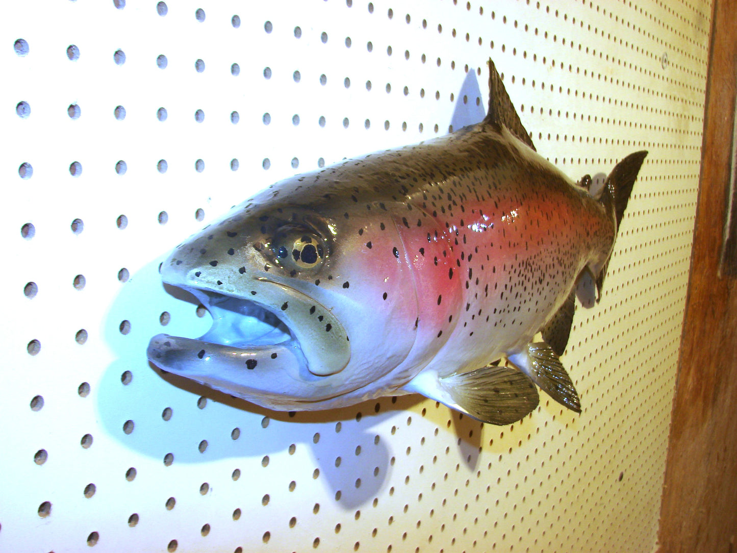 30" Rainbow Trout FREE SHIPPING