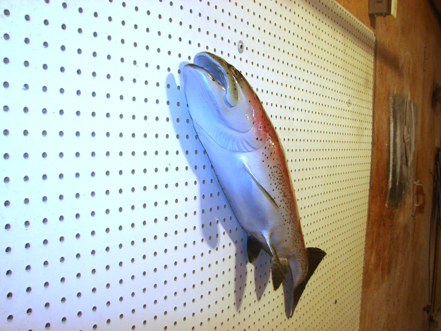 30" Rainbow Trout FREE SHIPPING