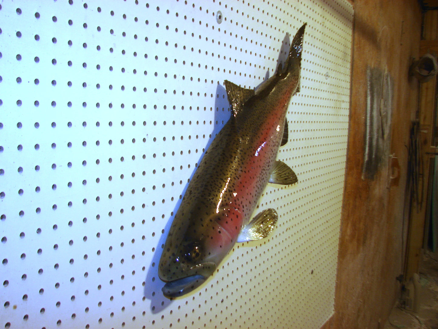 30" Rainbow Trout FREE SHIPPING