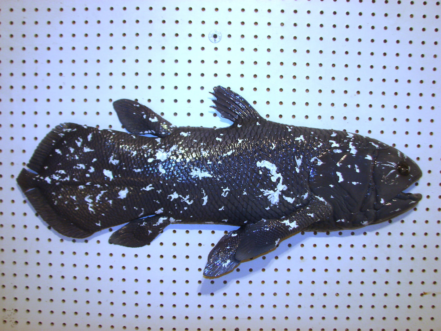 Coelacanth Fish 1/2 Mount FREE SHIPPING