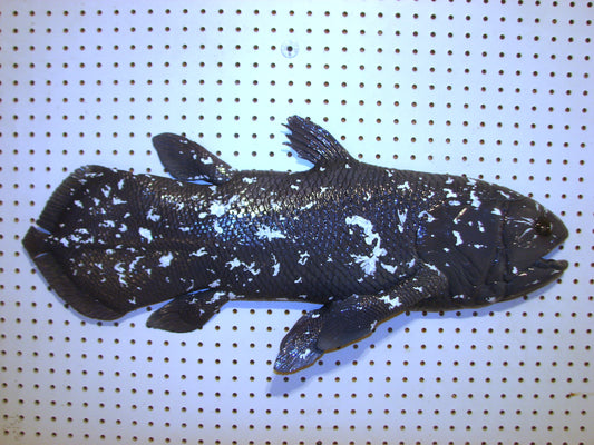 Coelacanth Fish 1/2 Mount FREE SHIPPING