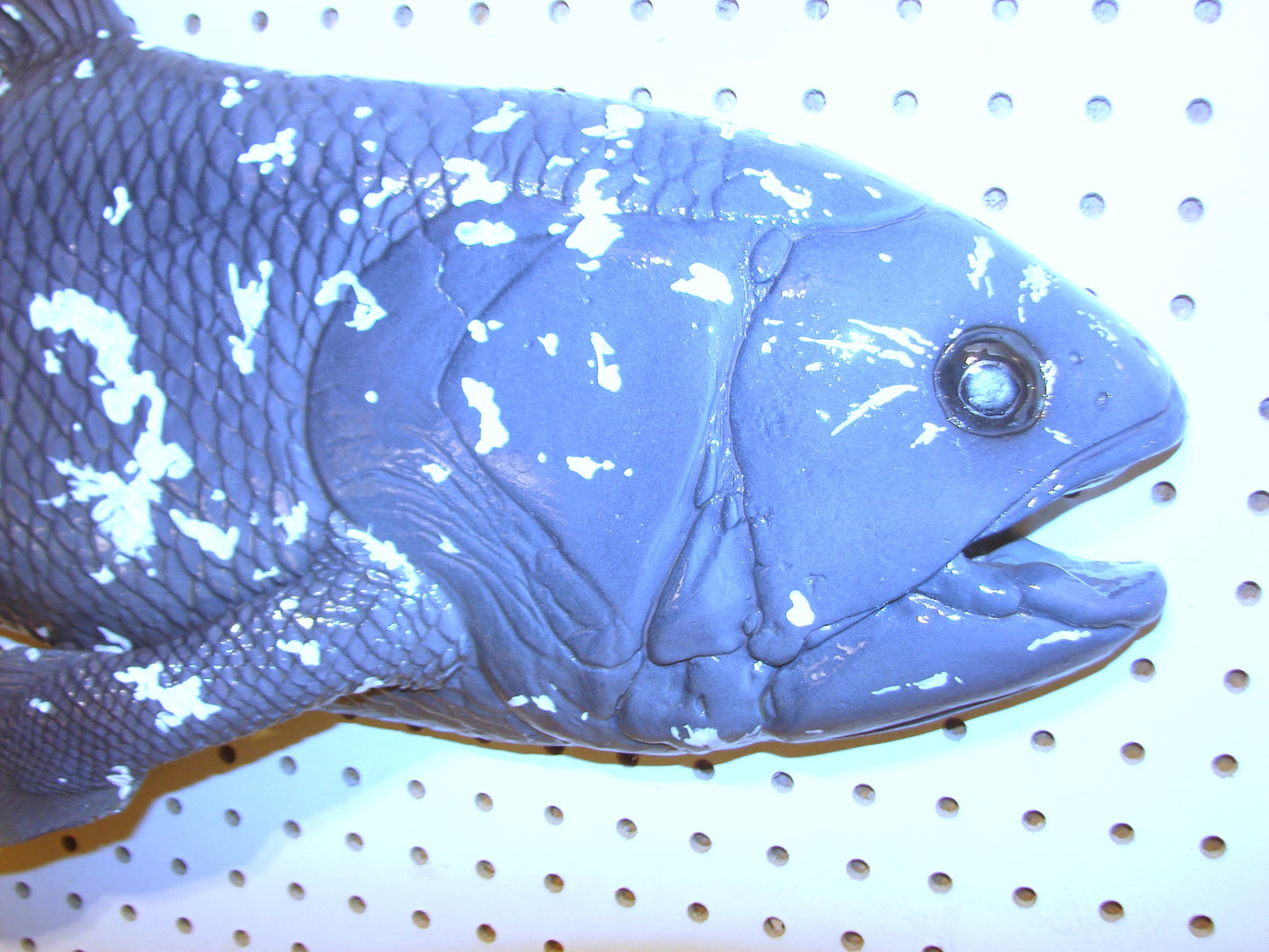 Coelacanth Fish 1/2 Mount FREE SHIPPING
