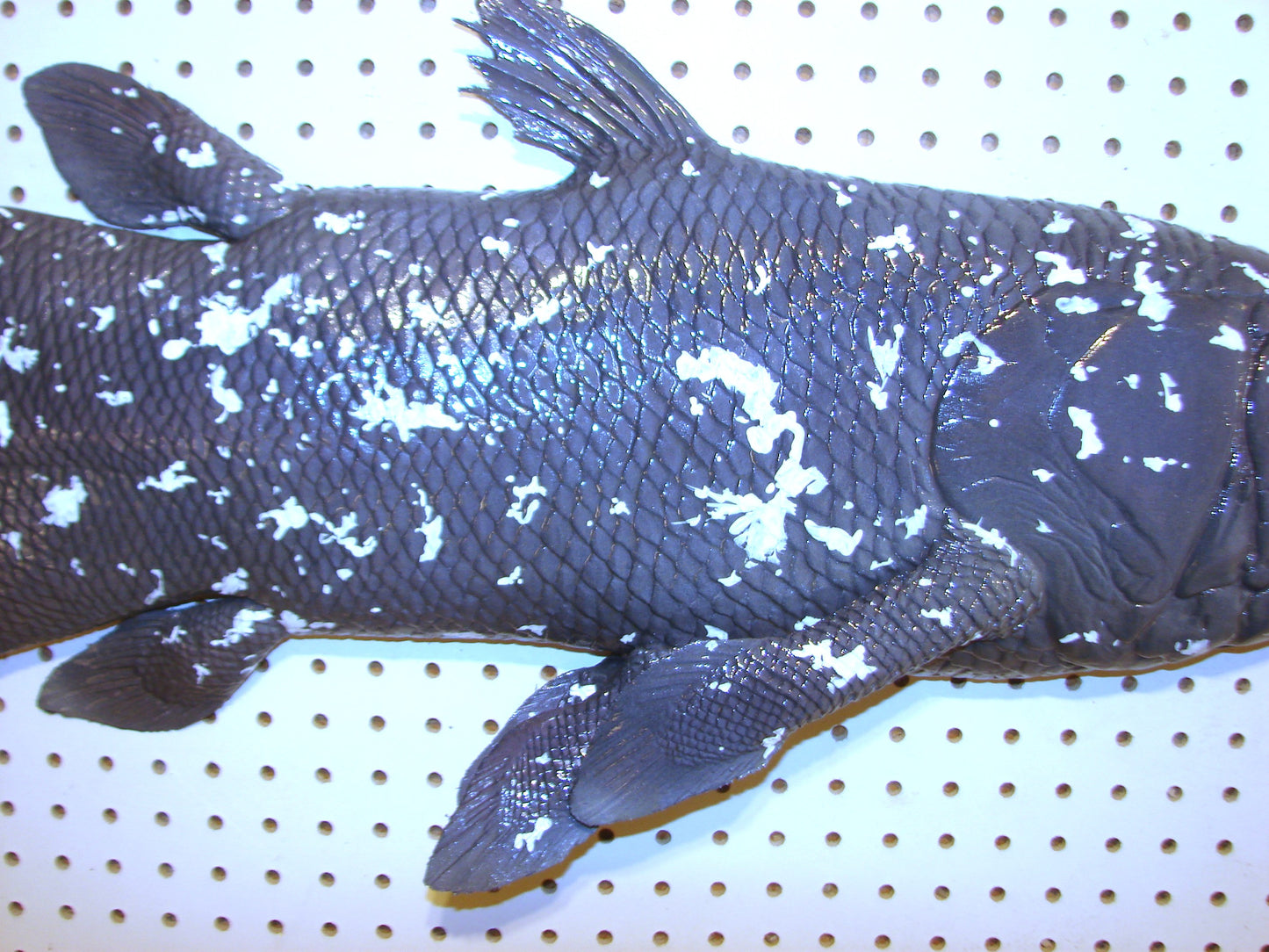 Coelacanth Fish 1/2 Mount FREE SHIPPING