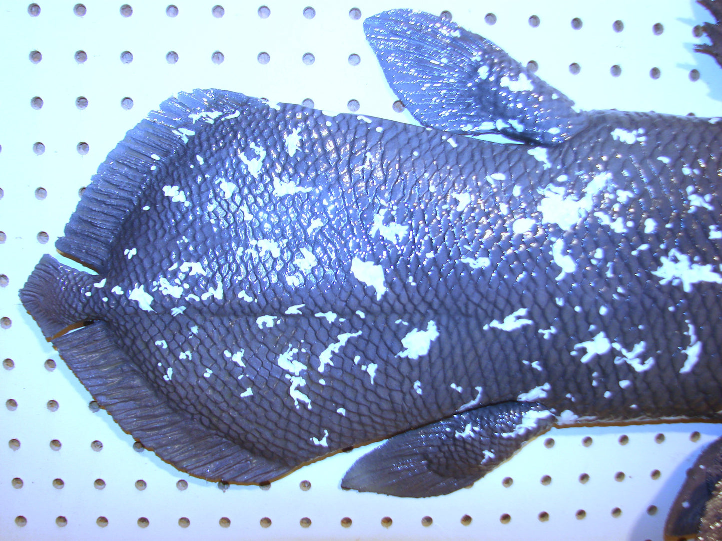 Coelacanth Fish 1/2 Mount FREE SHIPPING