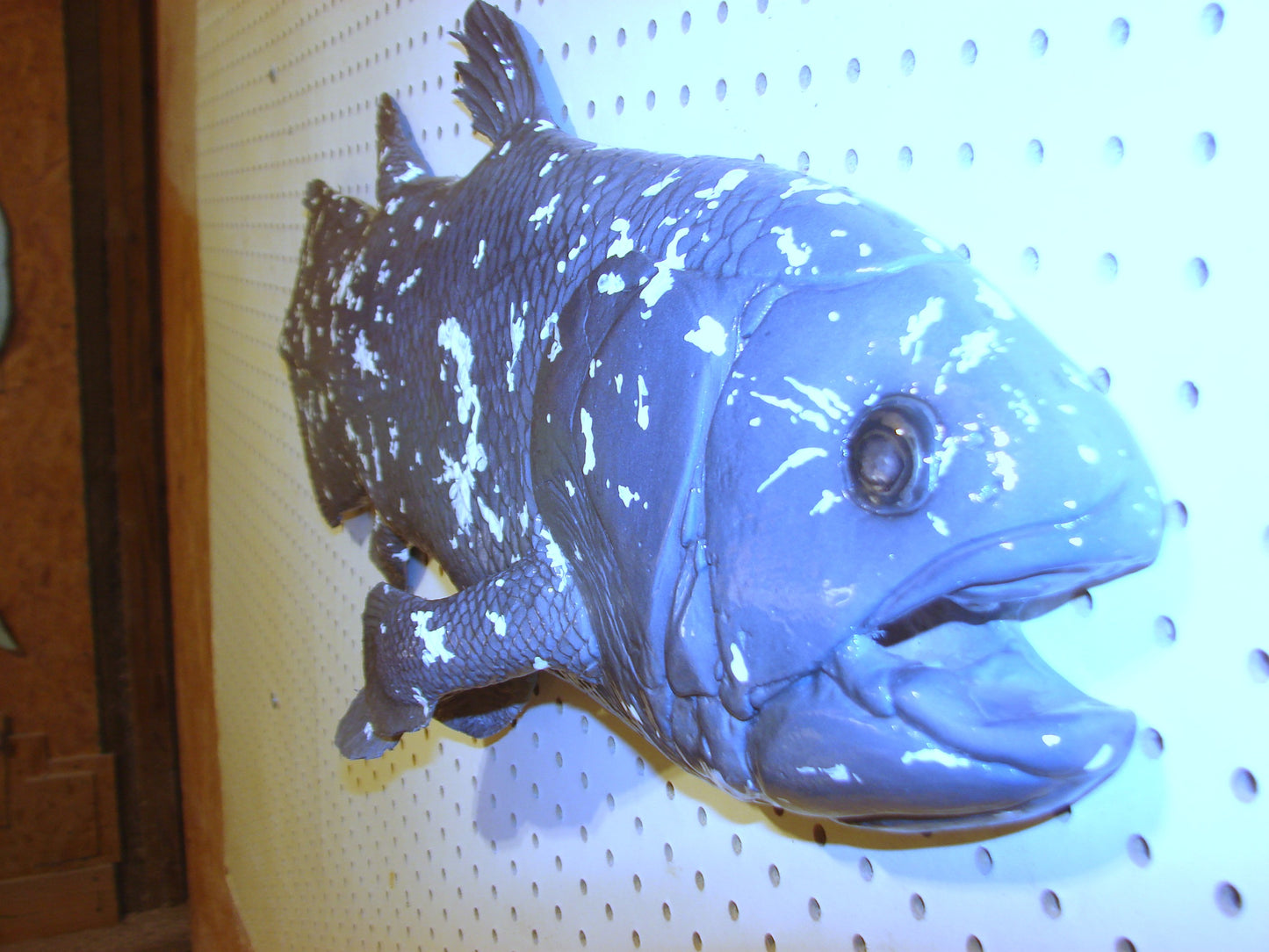 Coelacanth Fish 1/2 Mount FREE SHIPPING