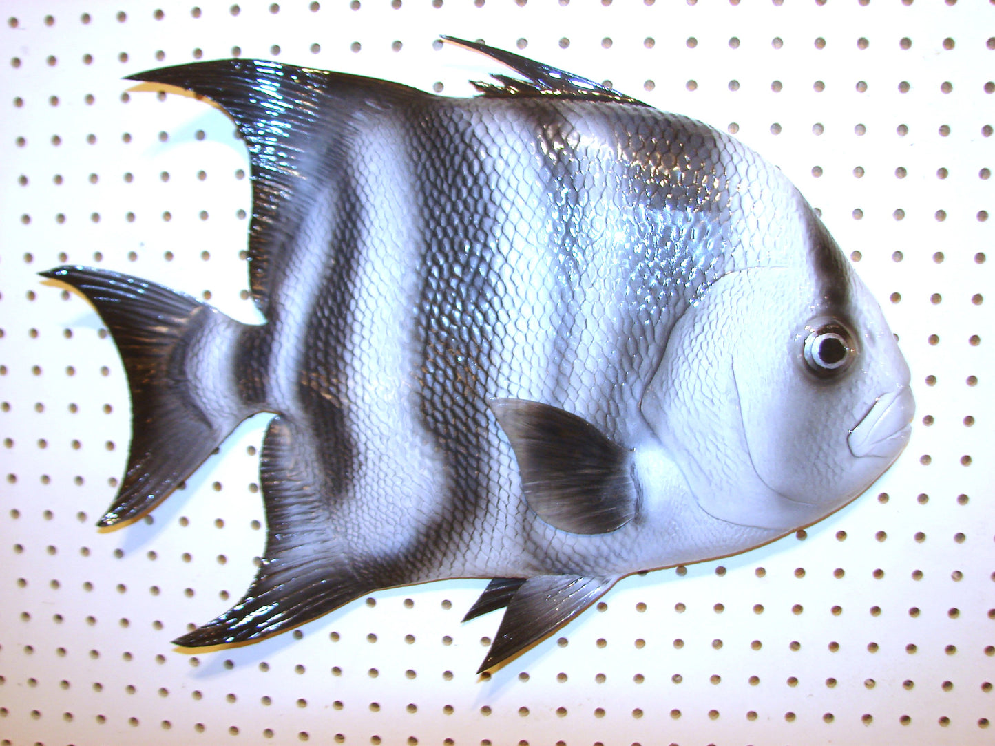 Atlantic Spadefish Mount FREE SHIPPING
