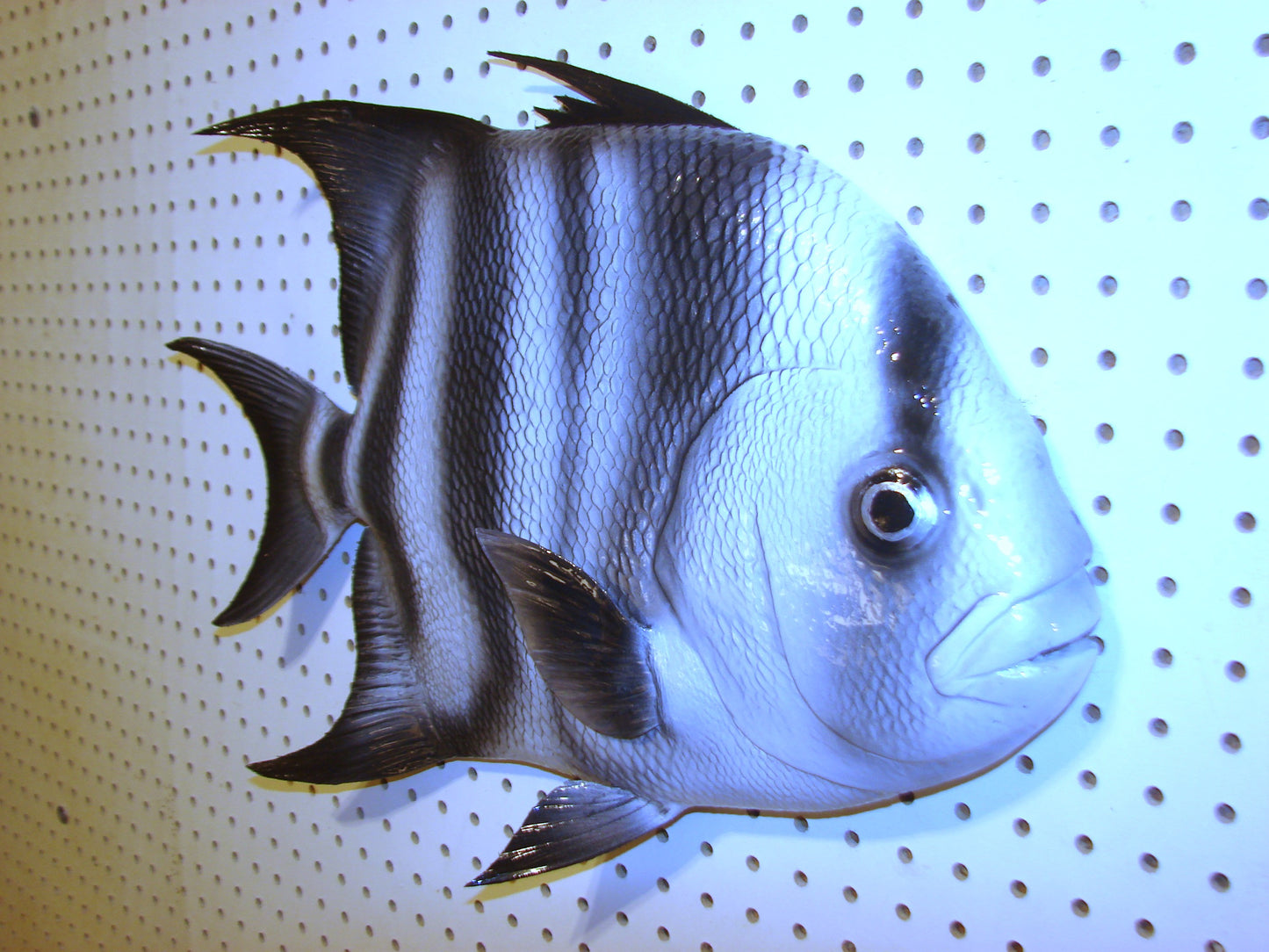 Atlantic Spadefish Mount FREE SHIPPING