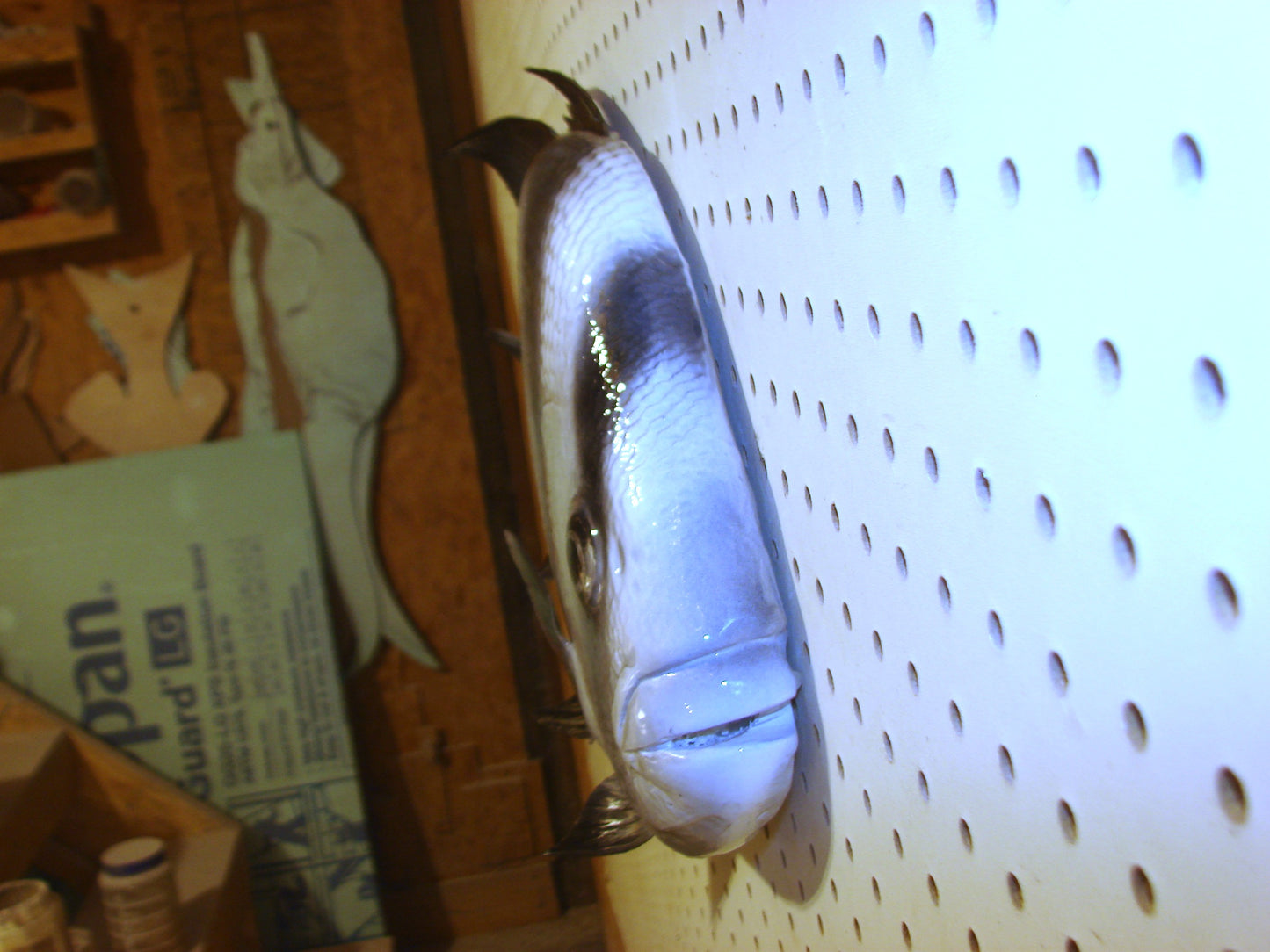 Atlantic Spadefish Mount FREE SHIPPING