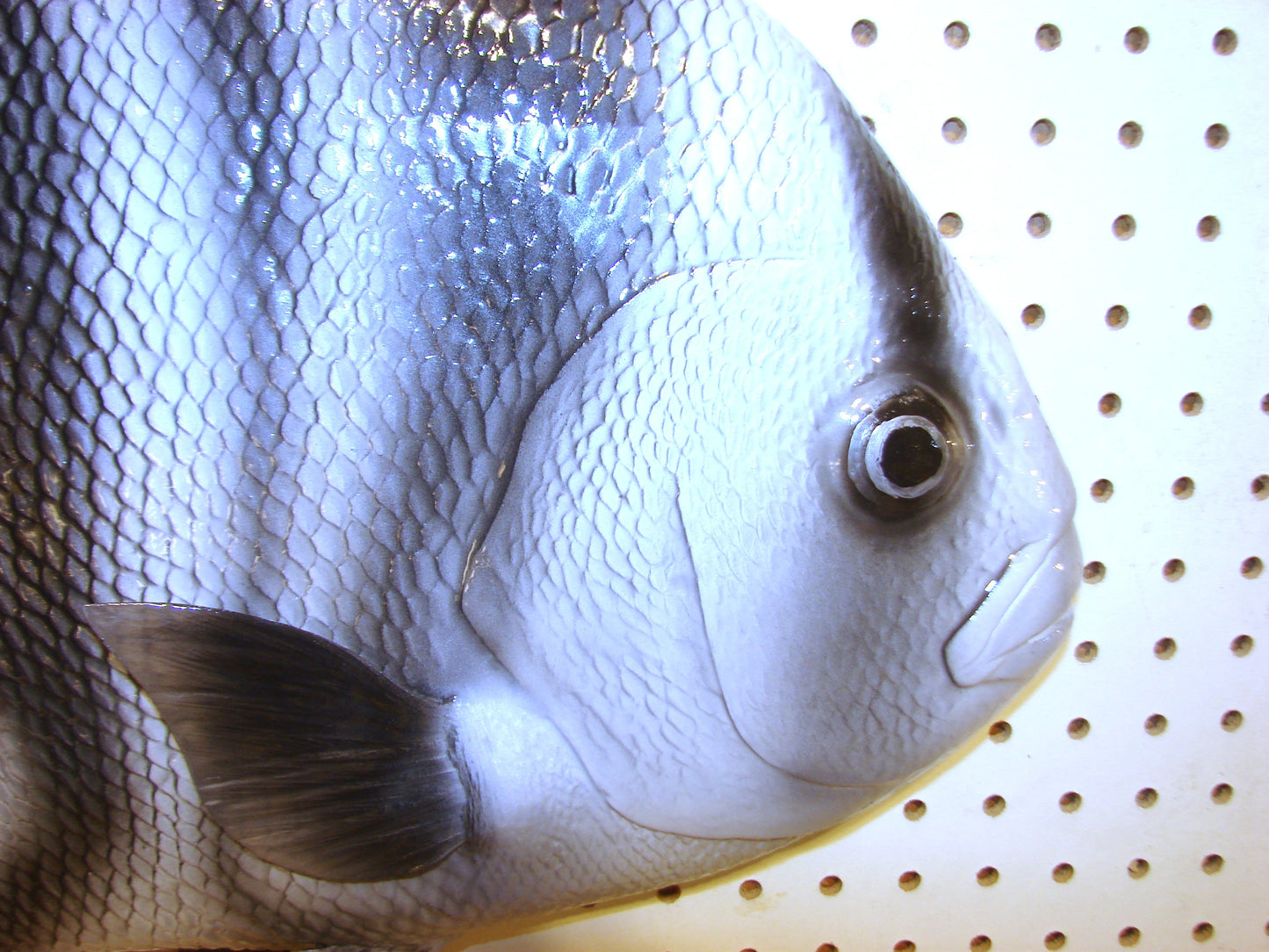 Atlantic Spadefish Mount FREE SHIPPING