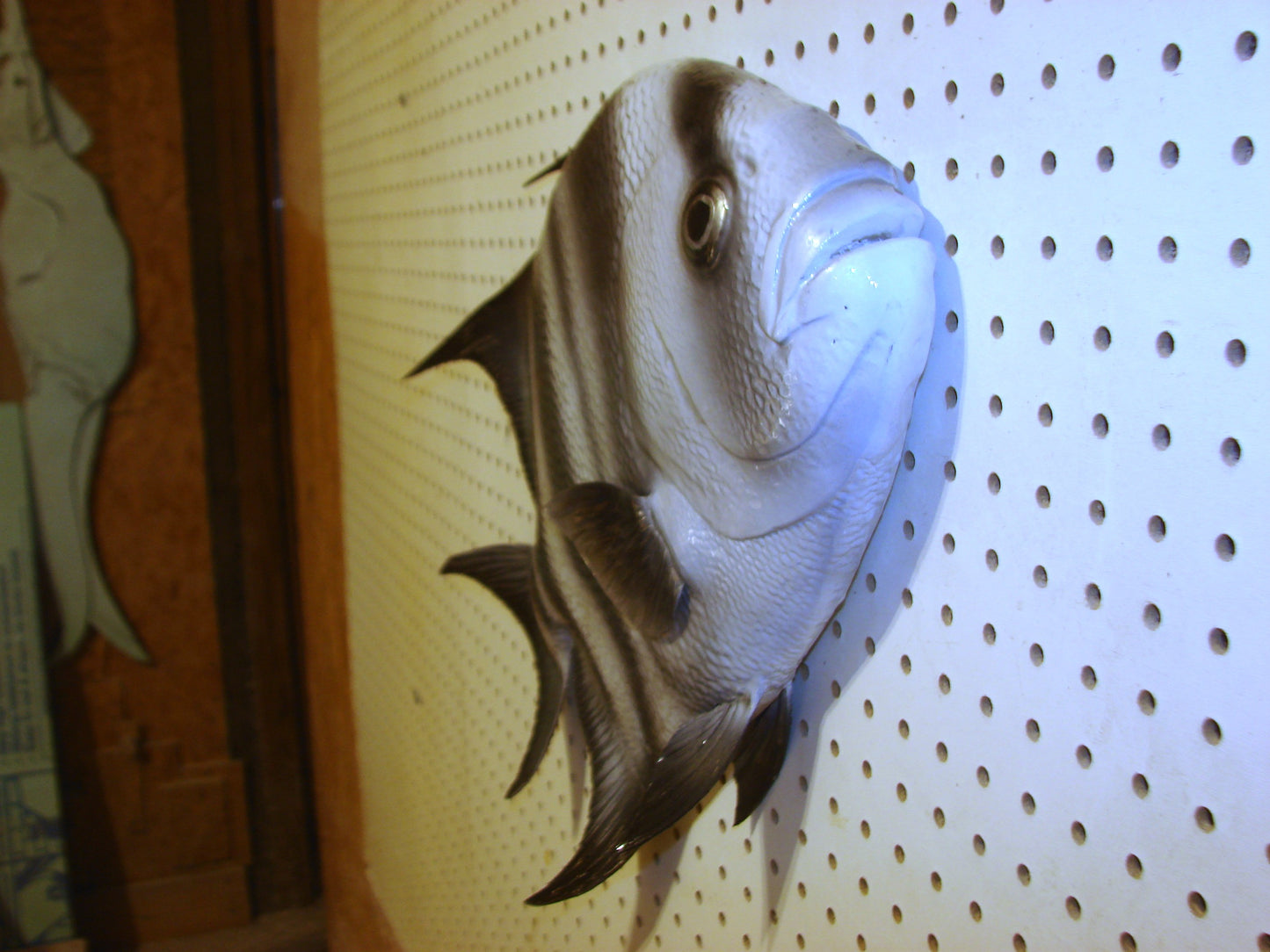 Atlantic Spadefish Mount FREE SHIPPING
