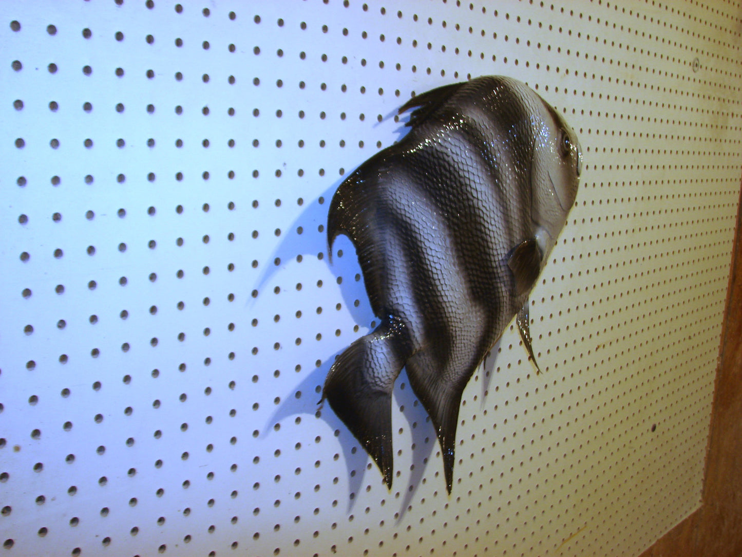 Atlantic Spadefish Mount FREE SHIPPING