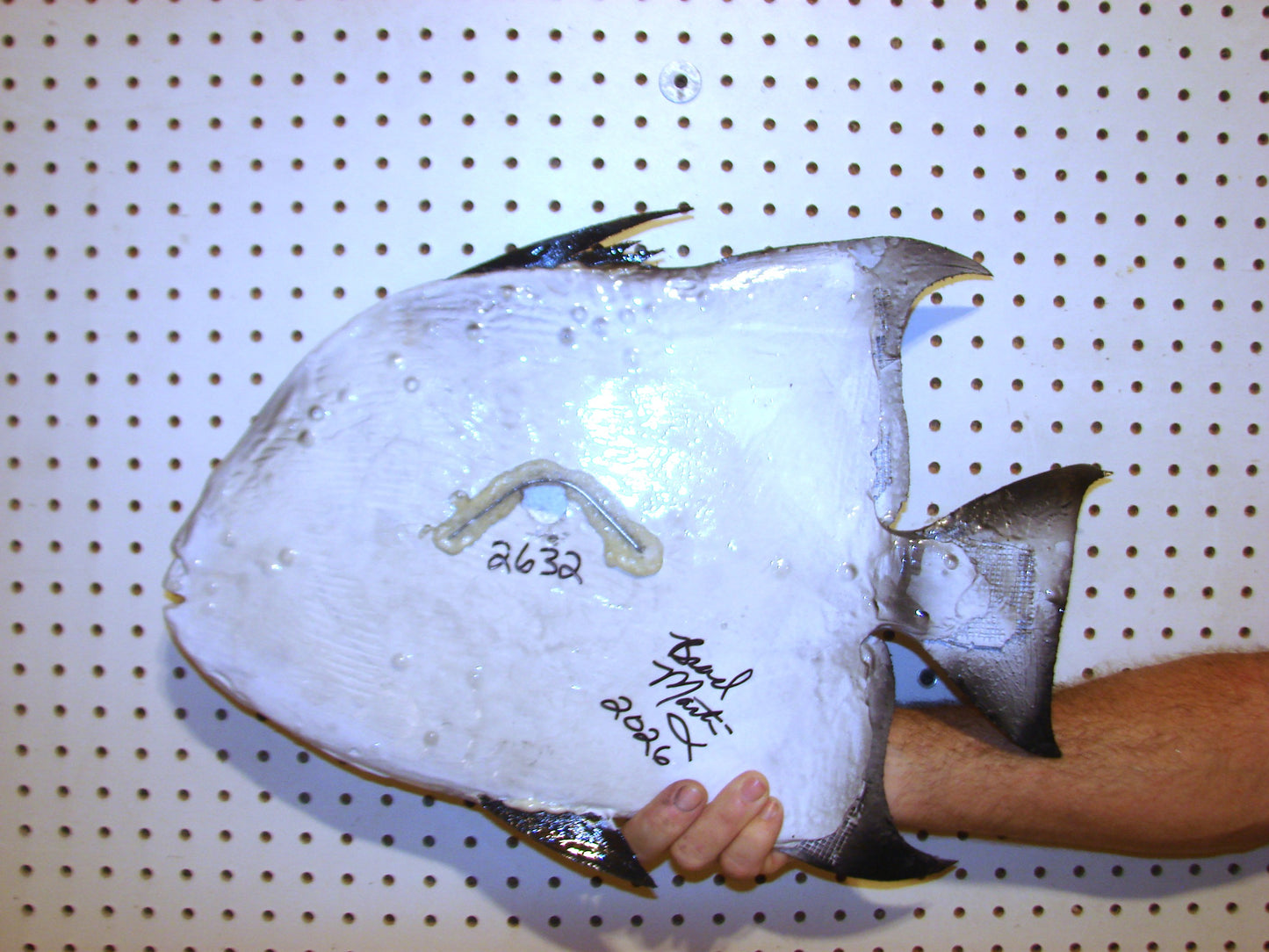 Atlantic Spadefish Mount FREE SHIPPING