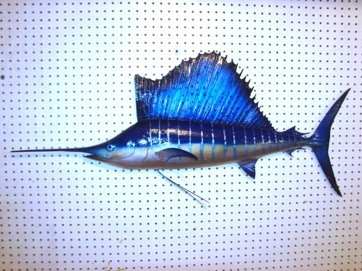 42" Sailfish FREE SHIPPING