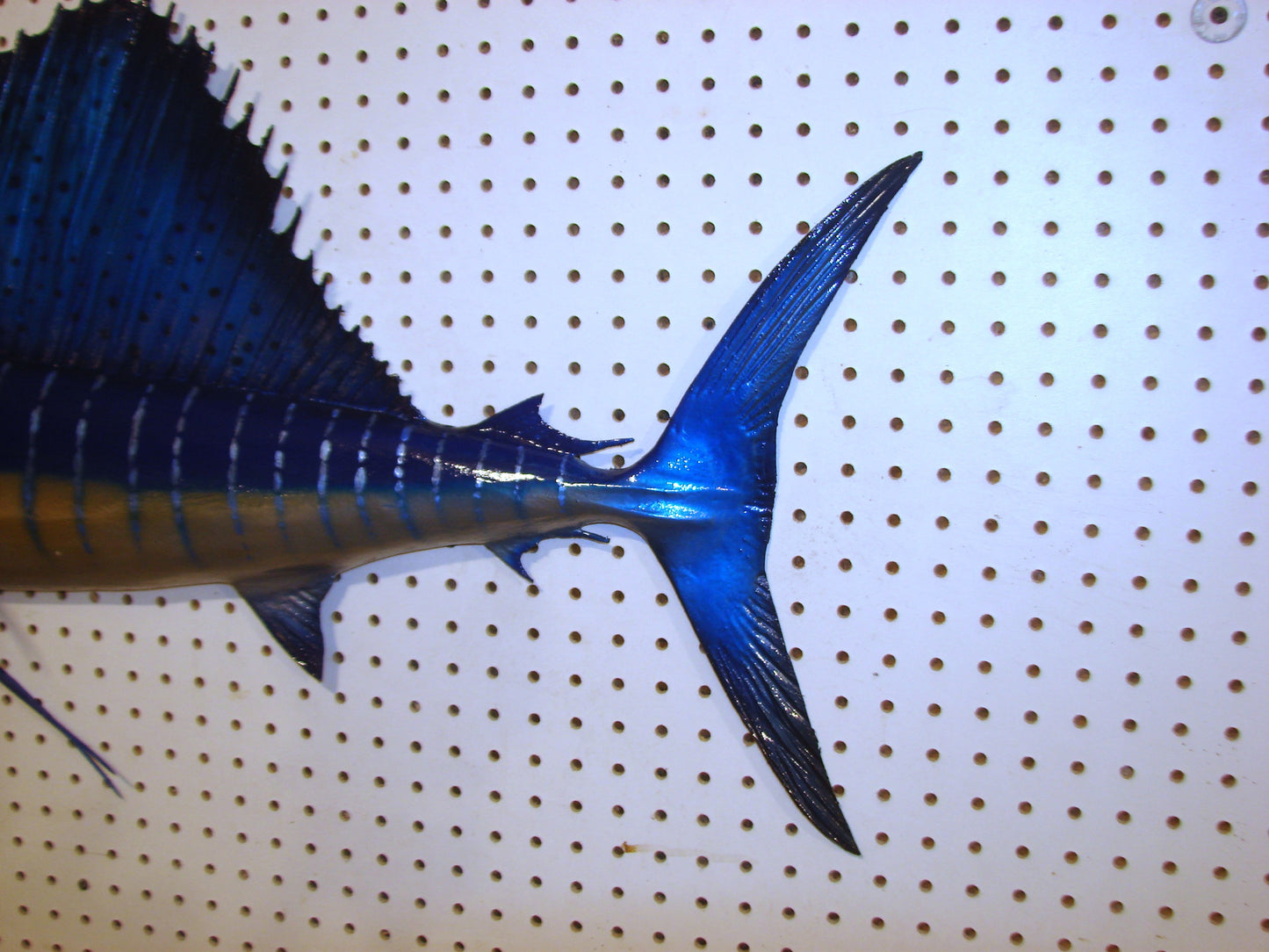 42" Sailfish FREE SHIPPING