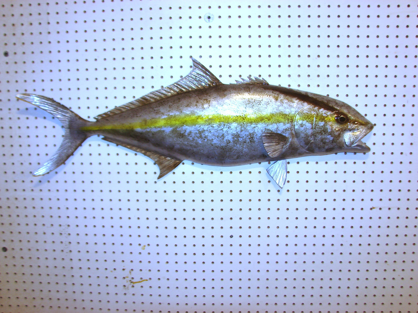 36" Amberjack FREE SHIPPING