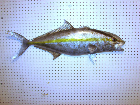 36" Amberjack FREE SHIPPING