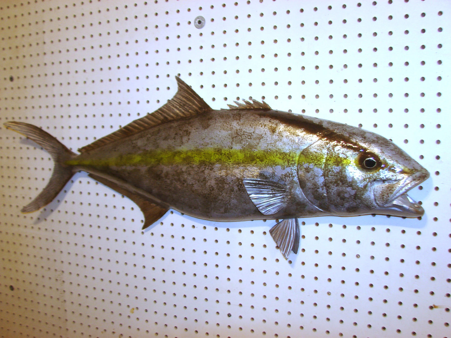 36" Amberjack FREE SHIPPING