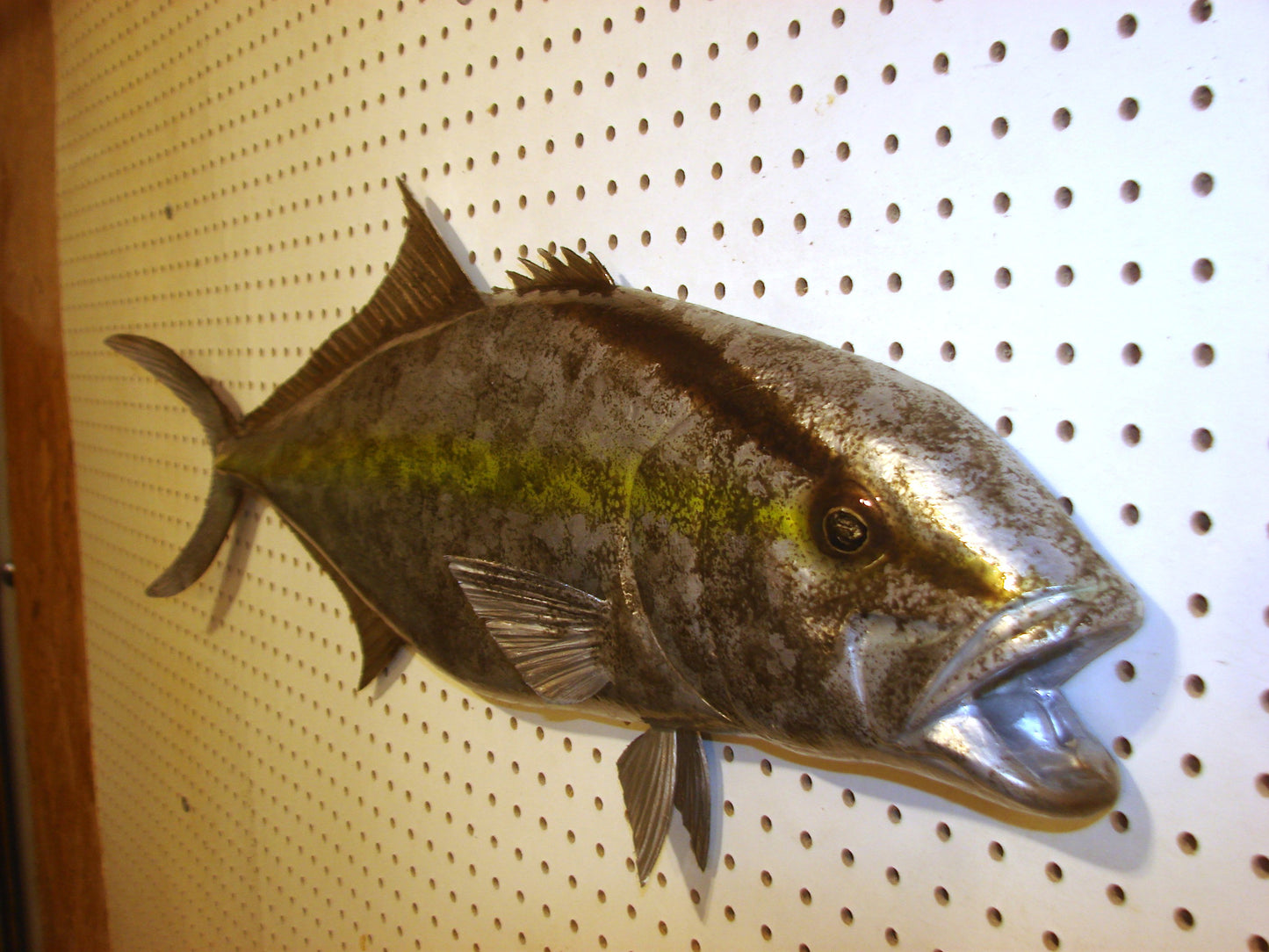 36" Amberjack FREE SHIPPING