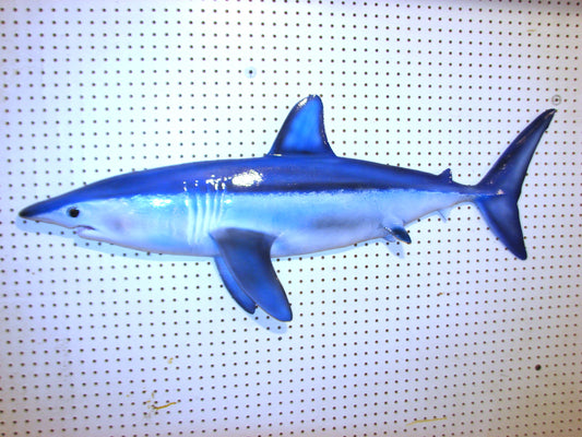 48" Mako Shark #2 FREE SHIPPING