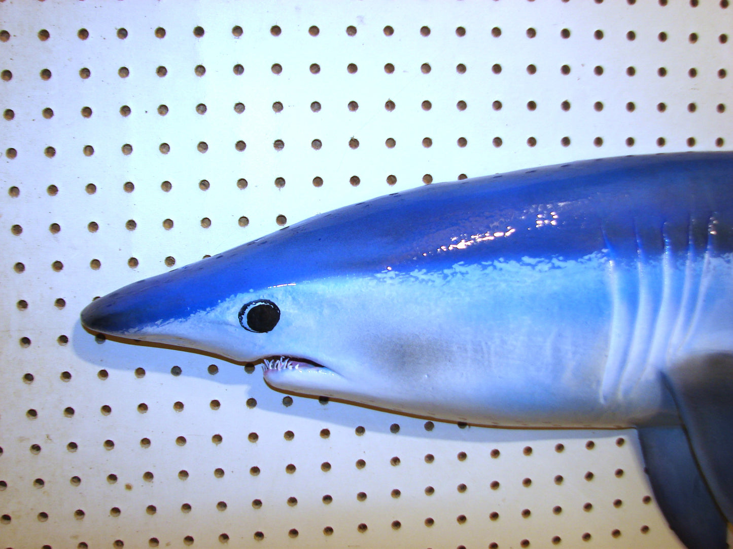 48" Mako Shark #2 FREE SHIPPING