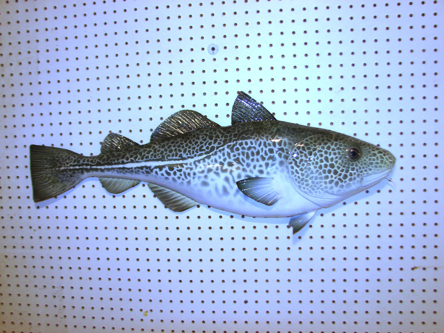 33" Atlantic Cod Fish Wall Mount | Handmade Wildlife Art