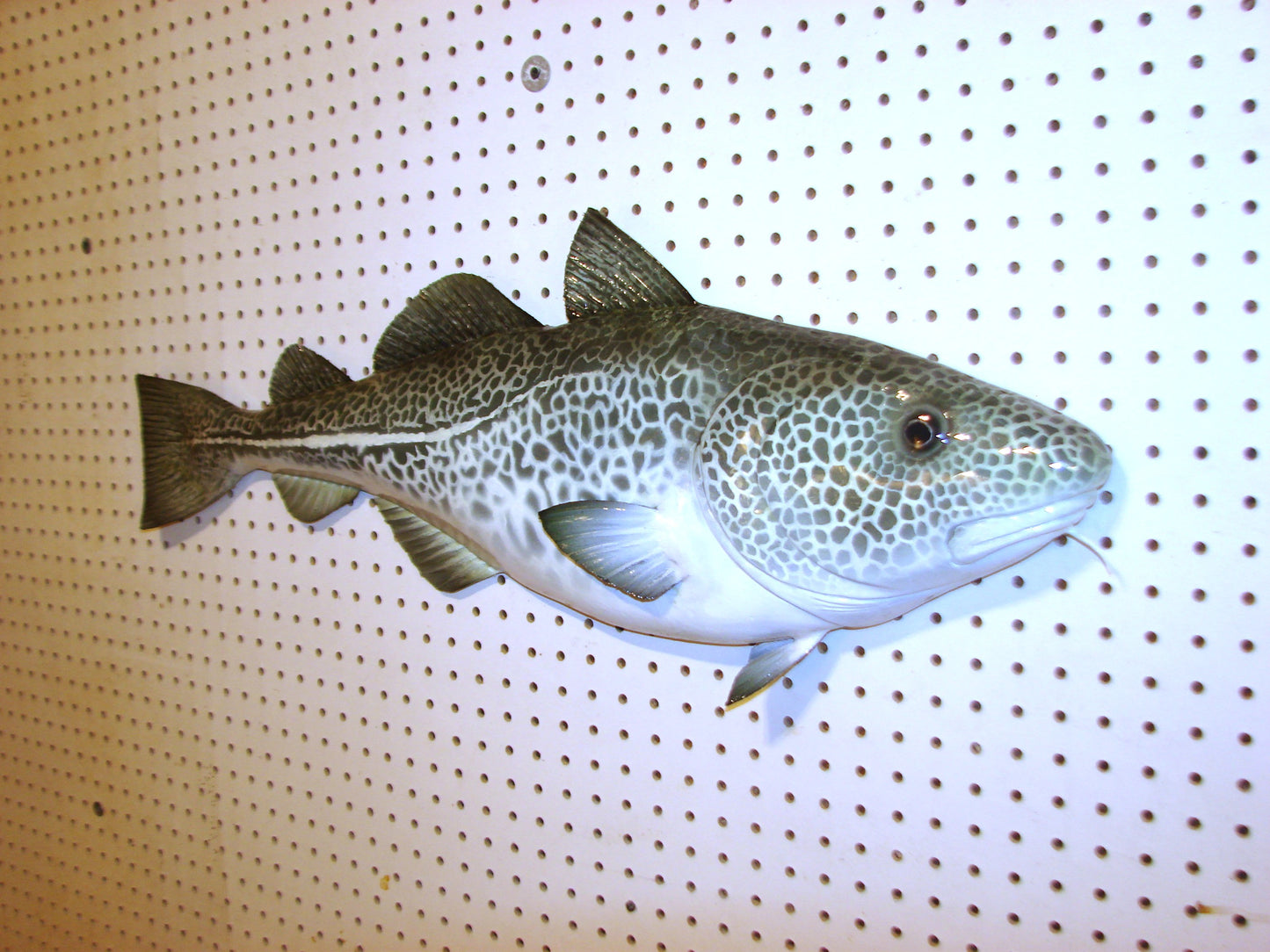 33" Atlantic Cod Fish Wall Mount | Handmade Wildlife Art