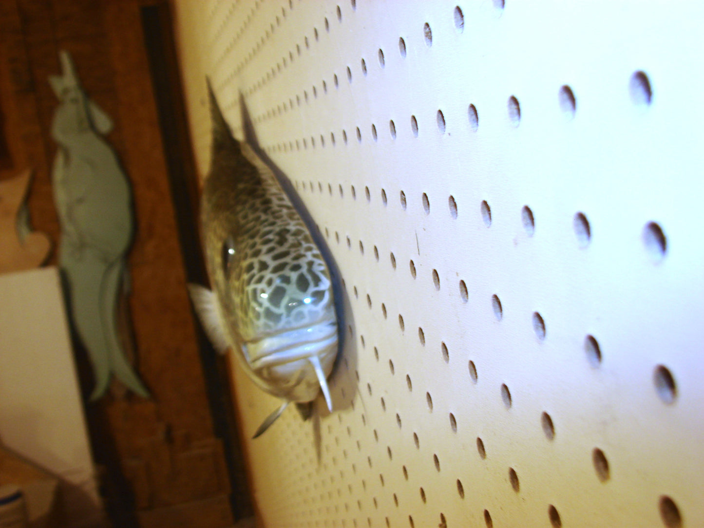 33" Atlantic Cod Fish Wall Mount | Handmade Wildlife Art