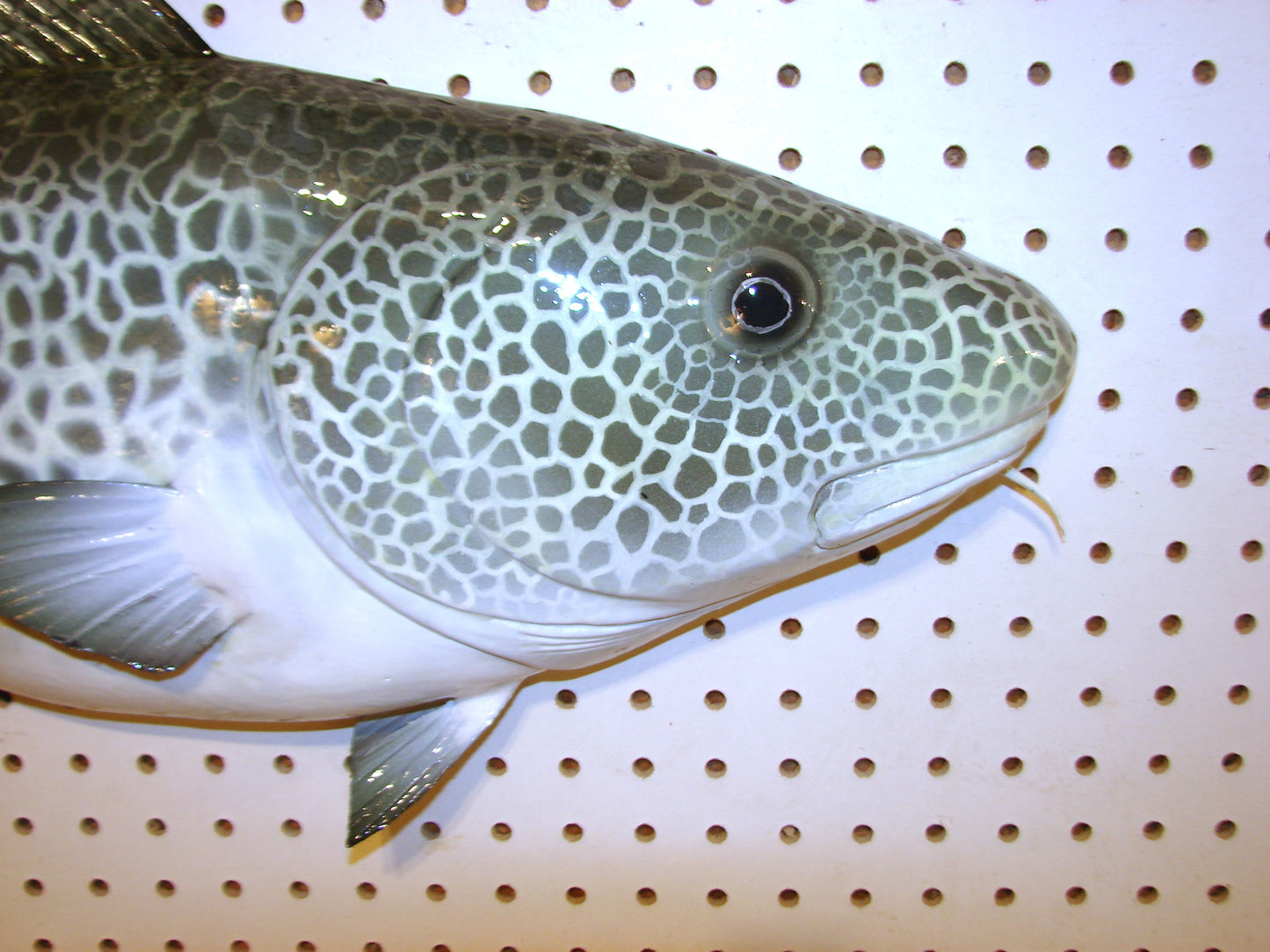 33" Atlantic Cod Fish Wall Mount | Handmade Wildlife Art