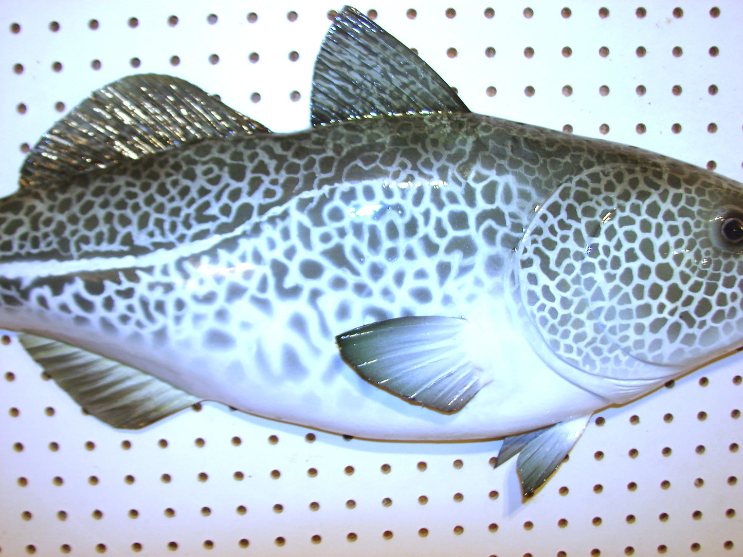 33" Atlantic Cod Fish Wall Mount | Handmade Wildlife Art