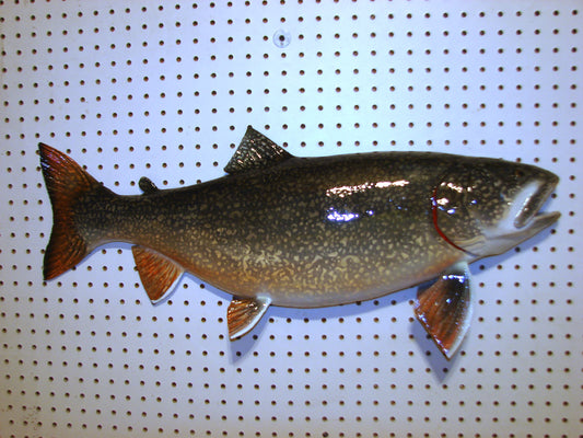 30" Lake Trout FREE SHIPPING #3