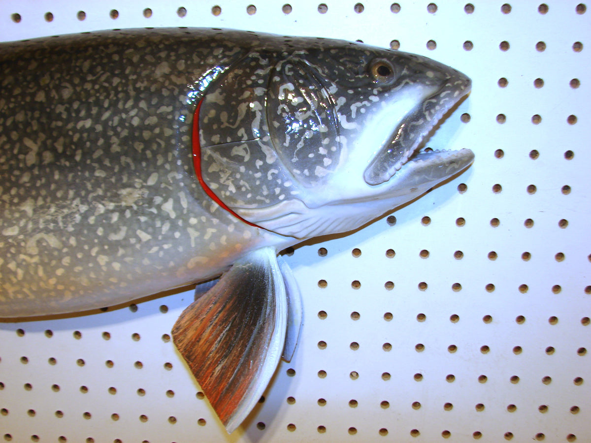 30" Lake Trout FREE SHIPPING #3