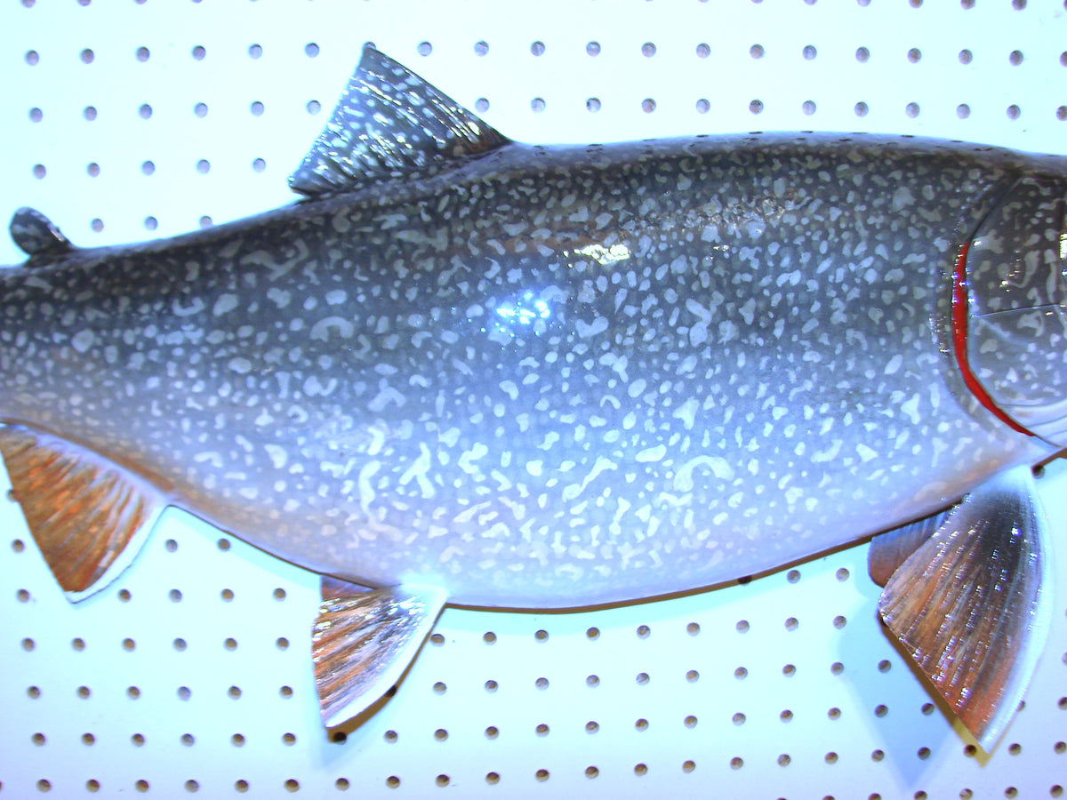 30" Lake Trout FREE SHIPPING #3