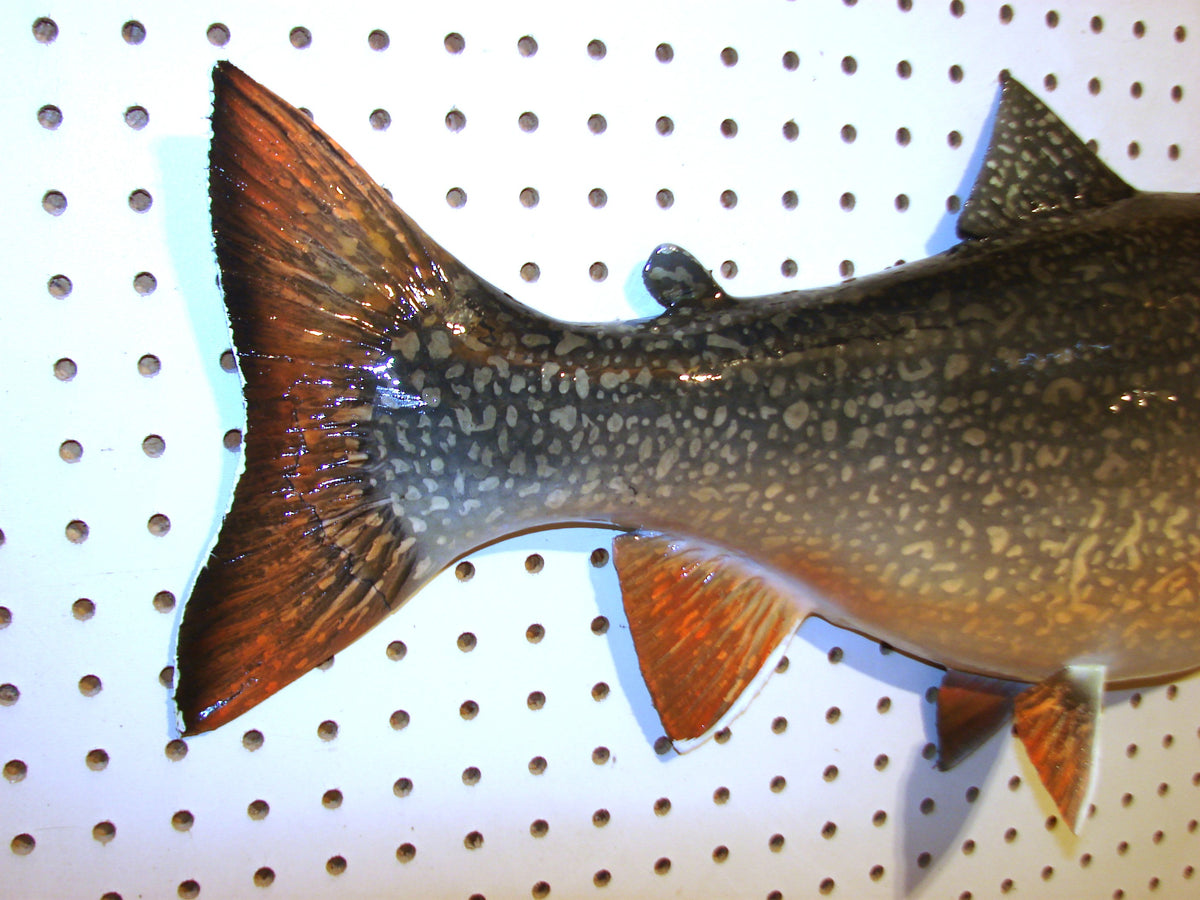 30" Lake Trout FREE SHIPPING #3