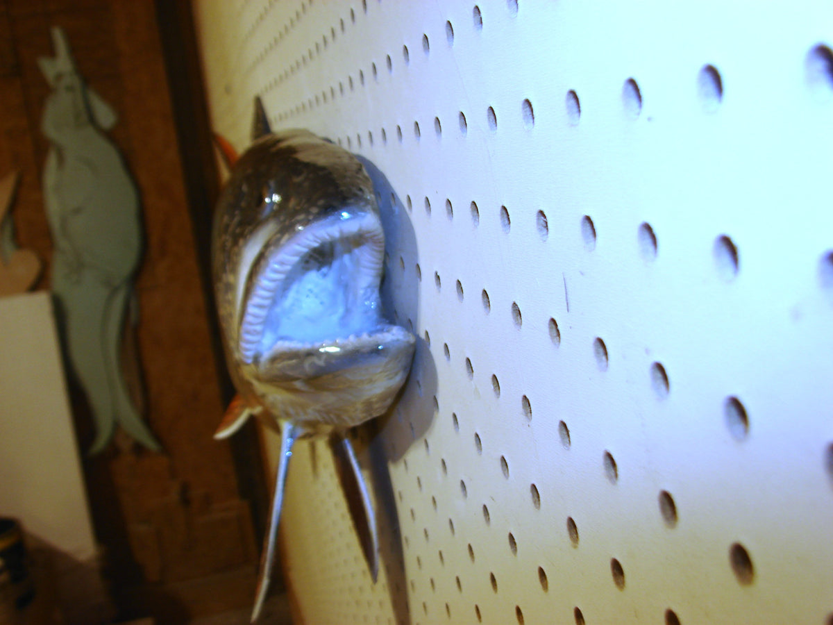 30" Lake Trout FREE SHIPPING #3