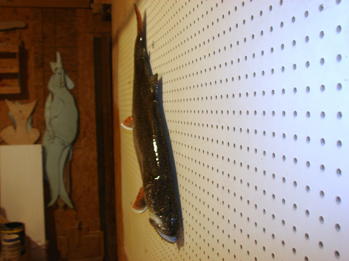 30" Lake Trout FREE SHIPPING #3