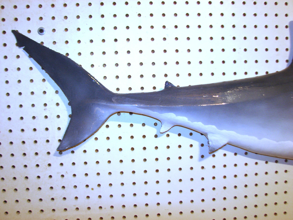 42" Great White Shark FREE SHIPPING