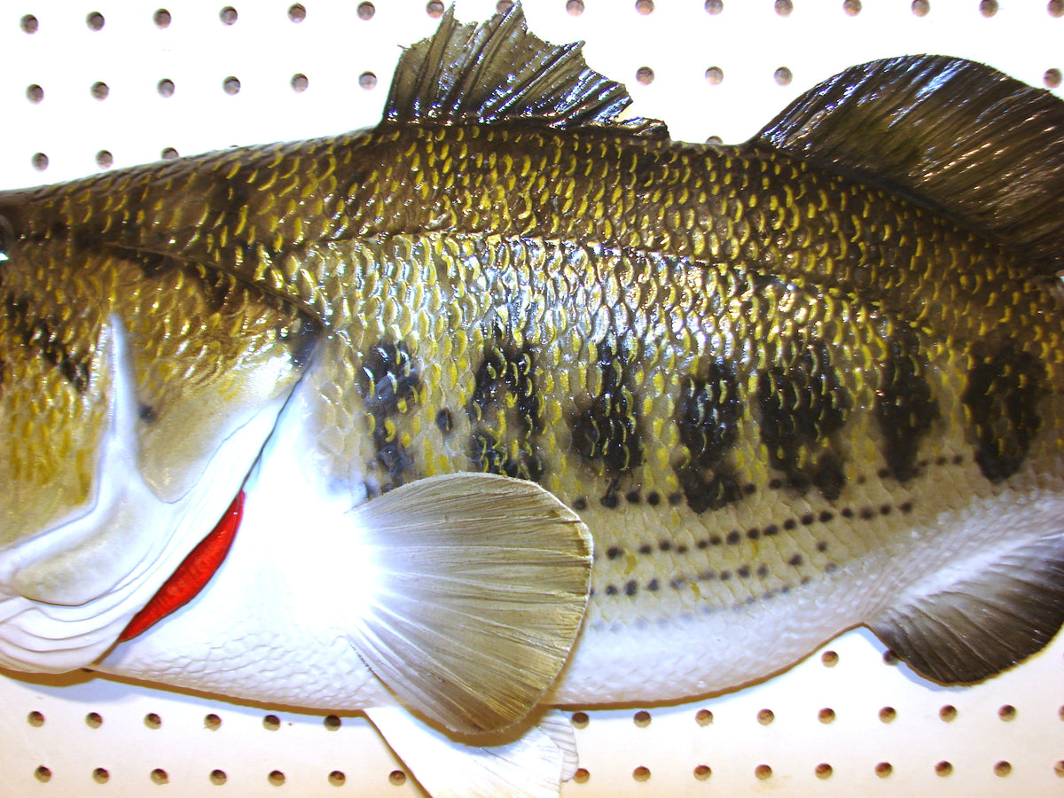 28" Largemouth Bass FREE SHIPPING
