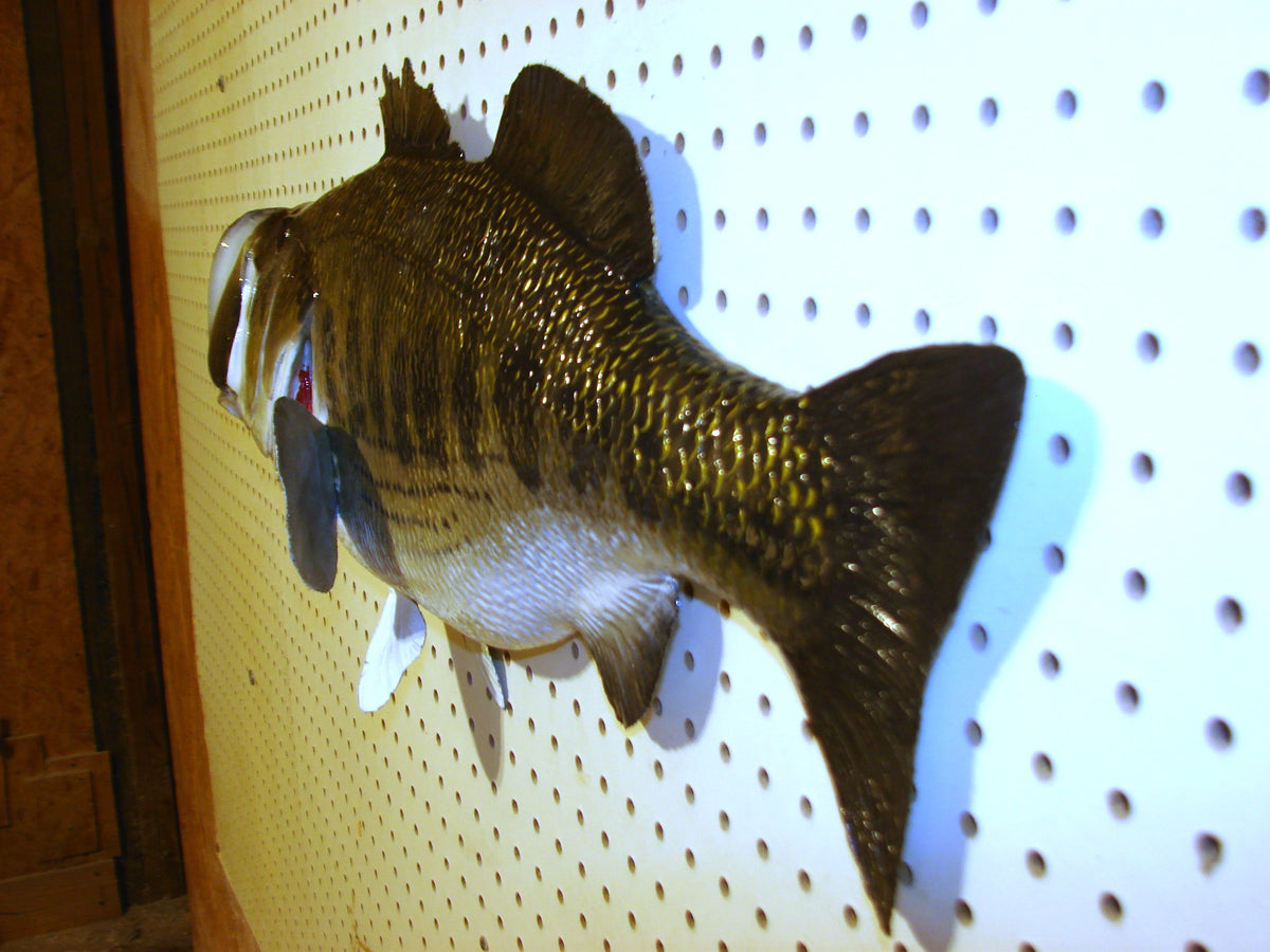 28" Largemouth Bass FREE SHIPPING