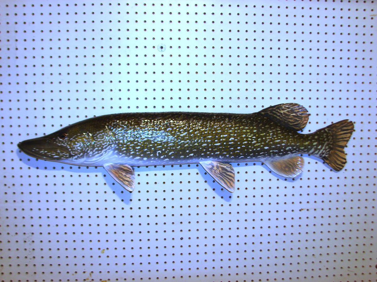 41" Northern Pike FREE SHIPPING