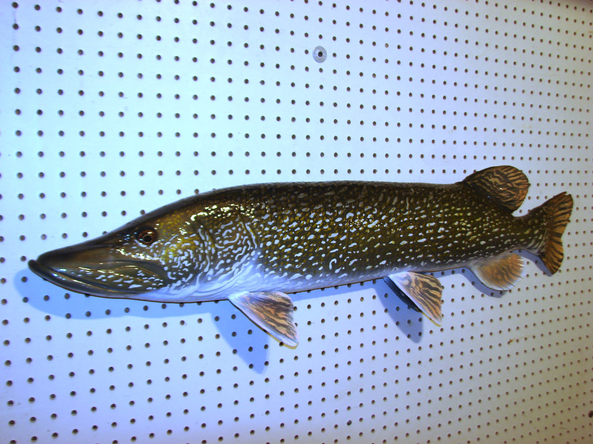 41" Northern Pike FREE SHIPPING