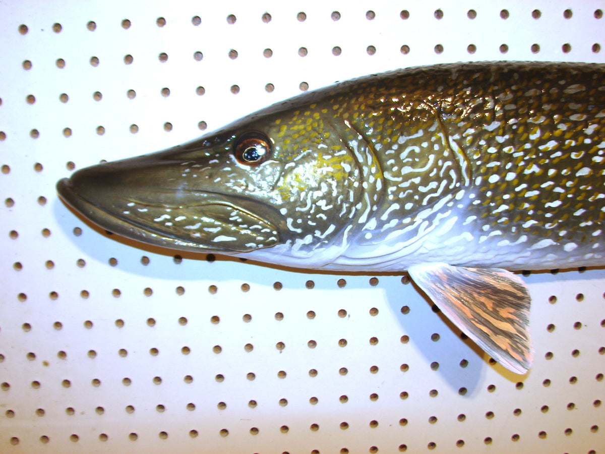 41" Northern Pike FREE SHIPPING