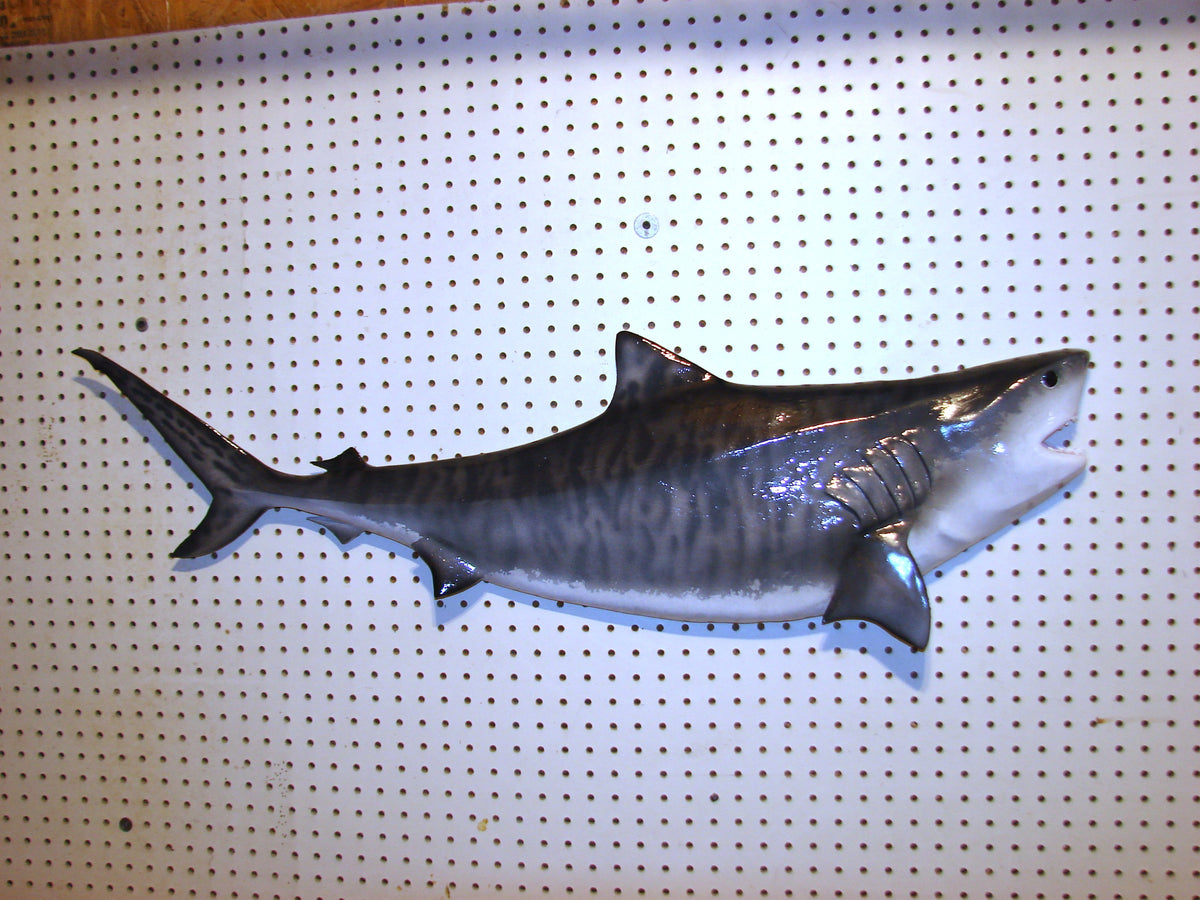 41-Inch Tiger Shark Carving – Fish Wall Mount