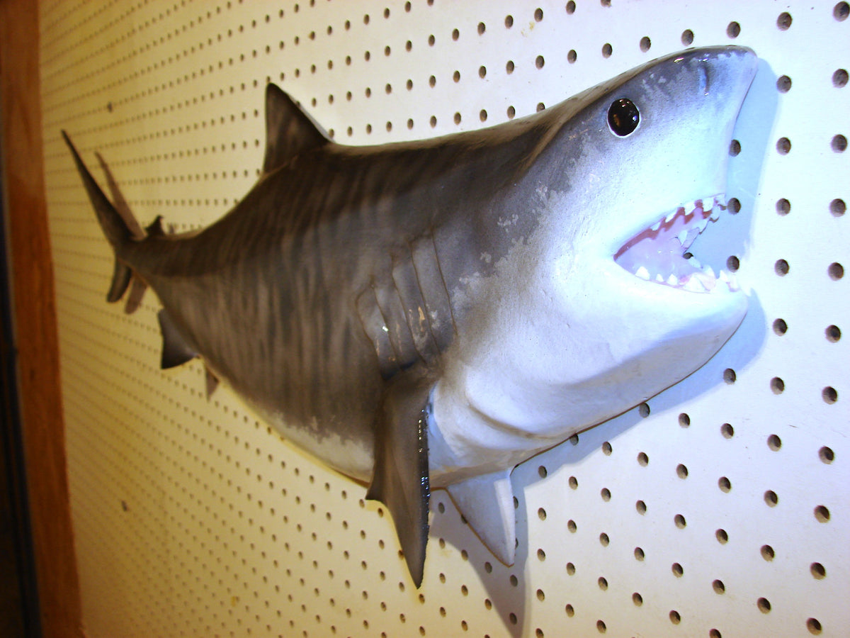 41-Inch Tiger Shark Carving – Fish Wall Mount