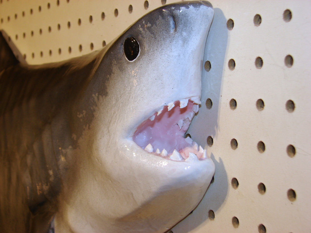 41-Inch Tiger Shark Carving – Fish Wall Mount