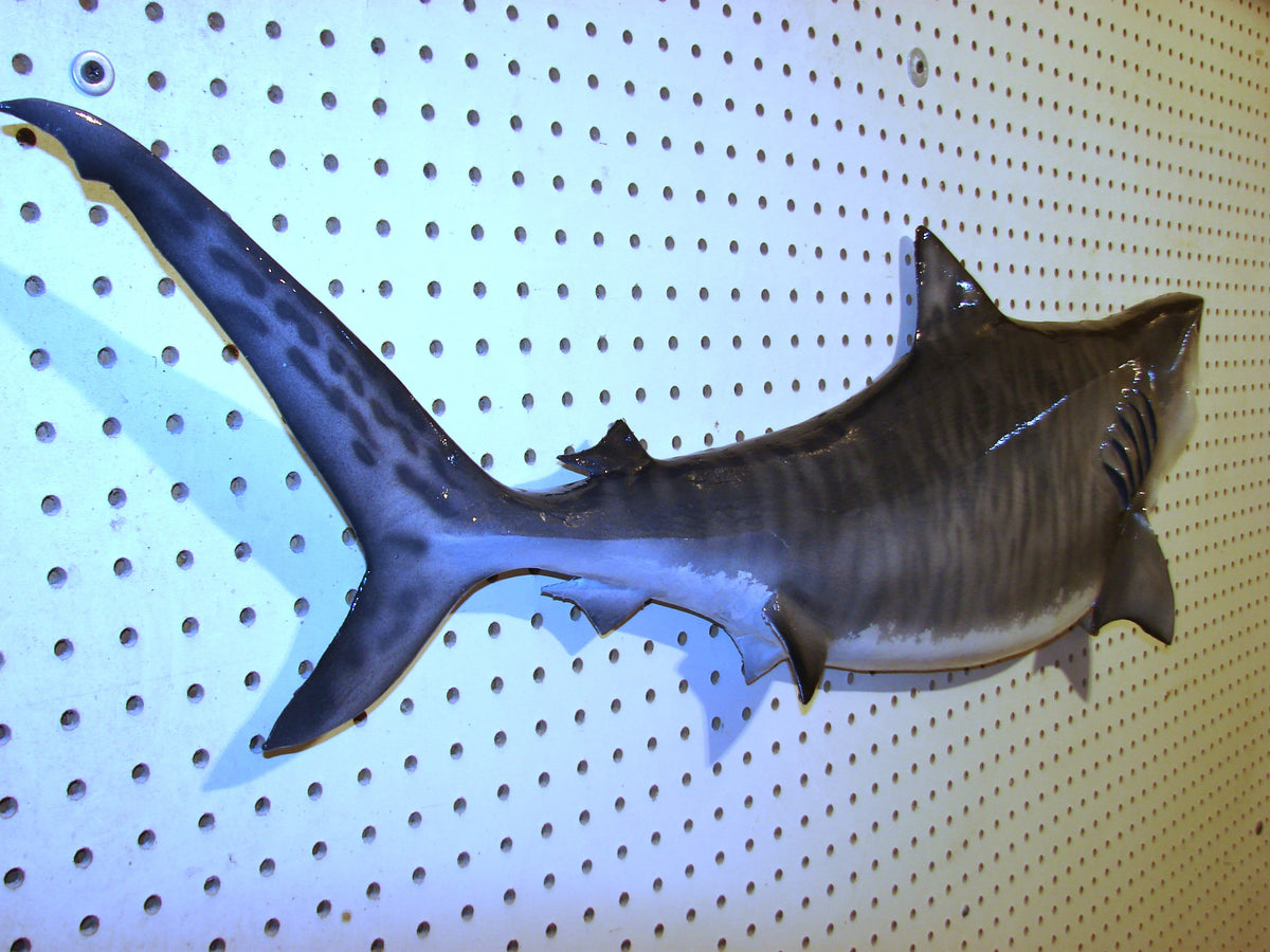 41-Inch Tiger Shark Carving – Fish Wall Mount