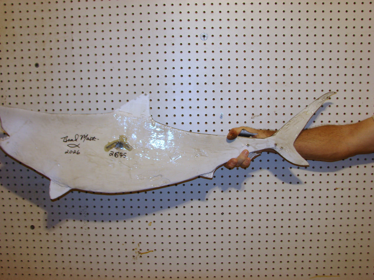 41-Inch Tiger Shark Carving – Fish Wall Mount